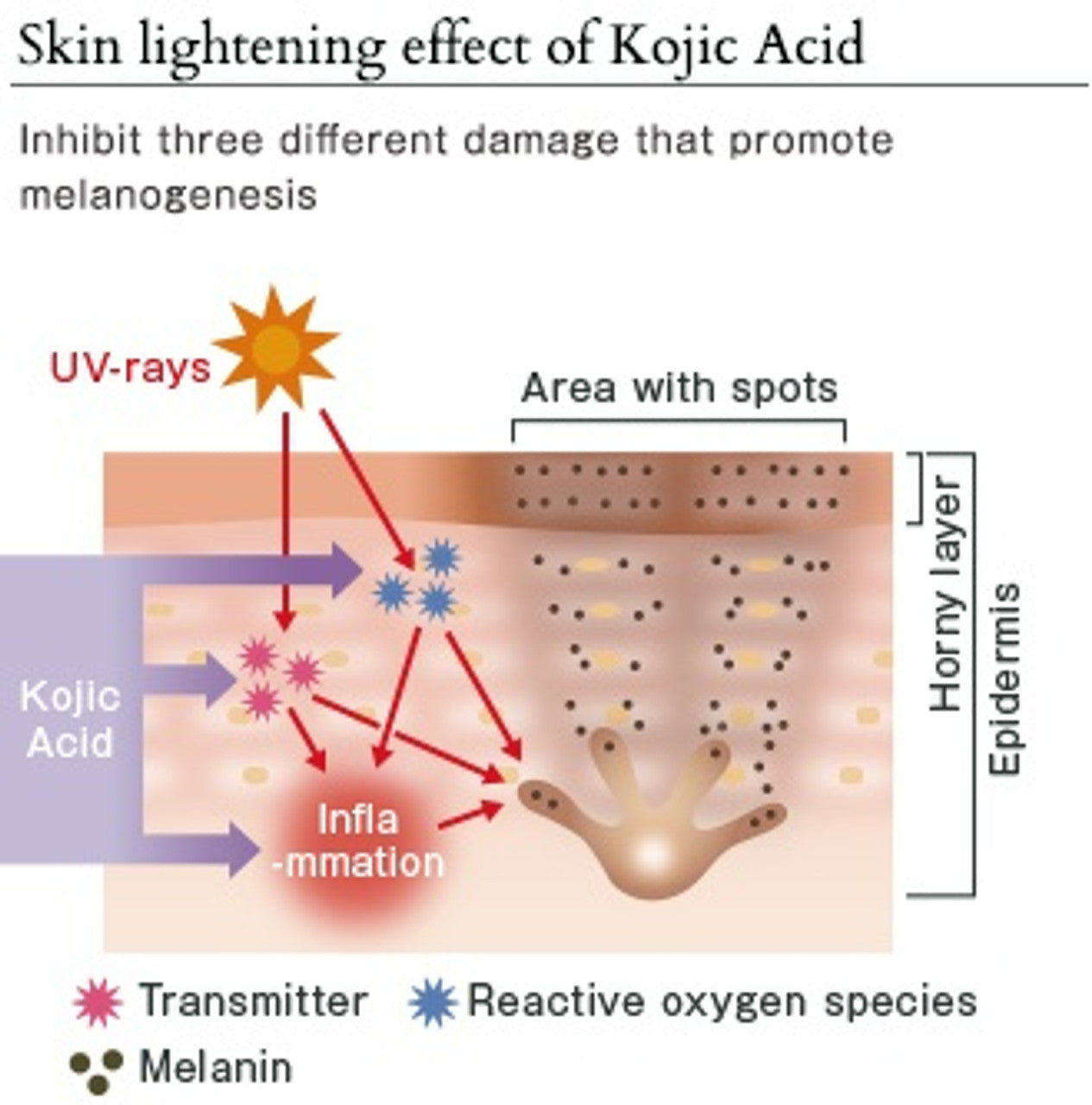 2 Kojic Acid Soap Pack (4 pieces)